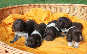 Kleine Müsterländer