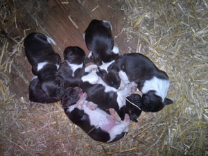 Kleine Münsterländer